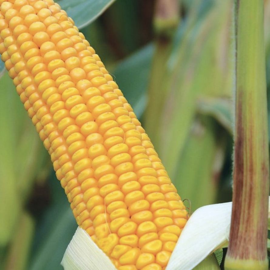 Семена кукурузы Солонянский 298 СВ ФАО-310 Украинская селекция 3 кг (ЕУ73684) - фото 2 Семена кукурузы Солонянский 298 СВ ФАО-310 Украинская селекция 3 кг (ЕУ73684) - фото 2