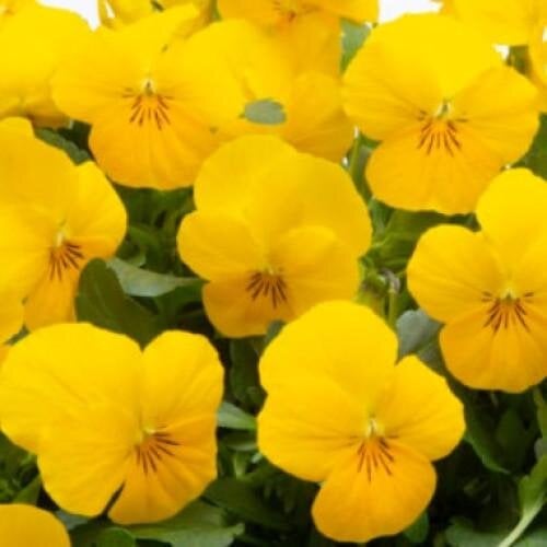 Семена цветов Виола рогатая Takii Vivaldi F1 Yellow 50 шт. (BN12827-3)