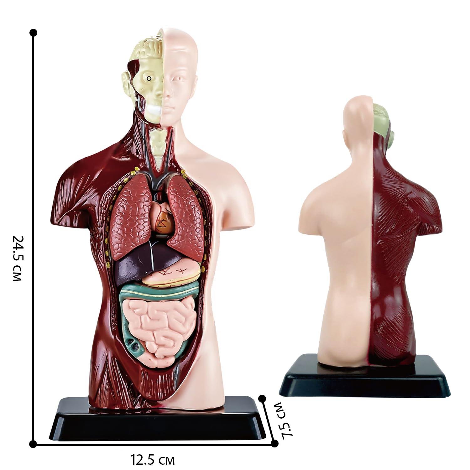 Учебная анатомическая модель человека 3D с 15 съемными частями (25788012) - фото 3