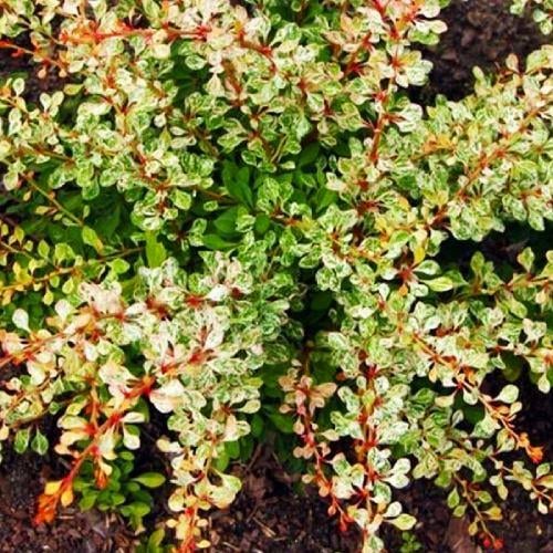 Барбарис Florium Silver Beauty (11199)