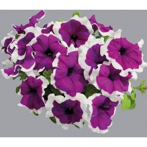 Семена цветов Hem Genetics Петуния крупноцветковая Limbo GP Violet Picotee 250 шт. (BN10438-2)