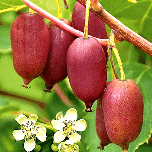 Саджанець актинідії Kens Red червона м'якоть жіночий сорт морозостійка Р9 (741760071) Саджанець актинідії Kens Red червона м'якоть жіночий сорт морозостійка Р9 (741760071)