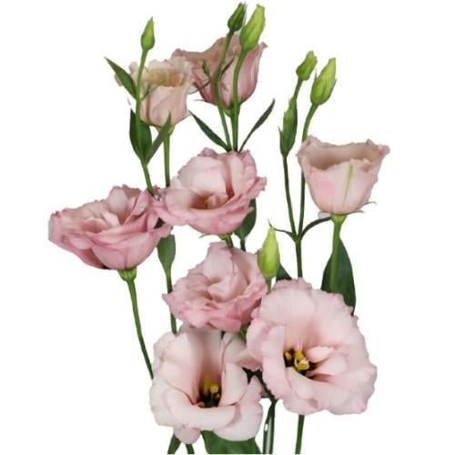 Семена цветов Эустома Лизиантус Aube 3 Light Pink Sakata 50 шт. (BN13267-3)