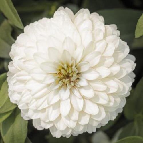 Семена цветов Syngenta Циния мариландская Zydeco 10 шт. White (BN12167-4)