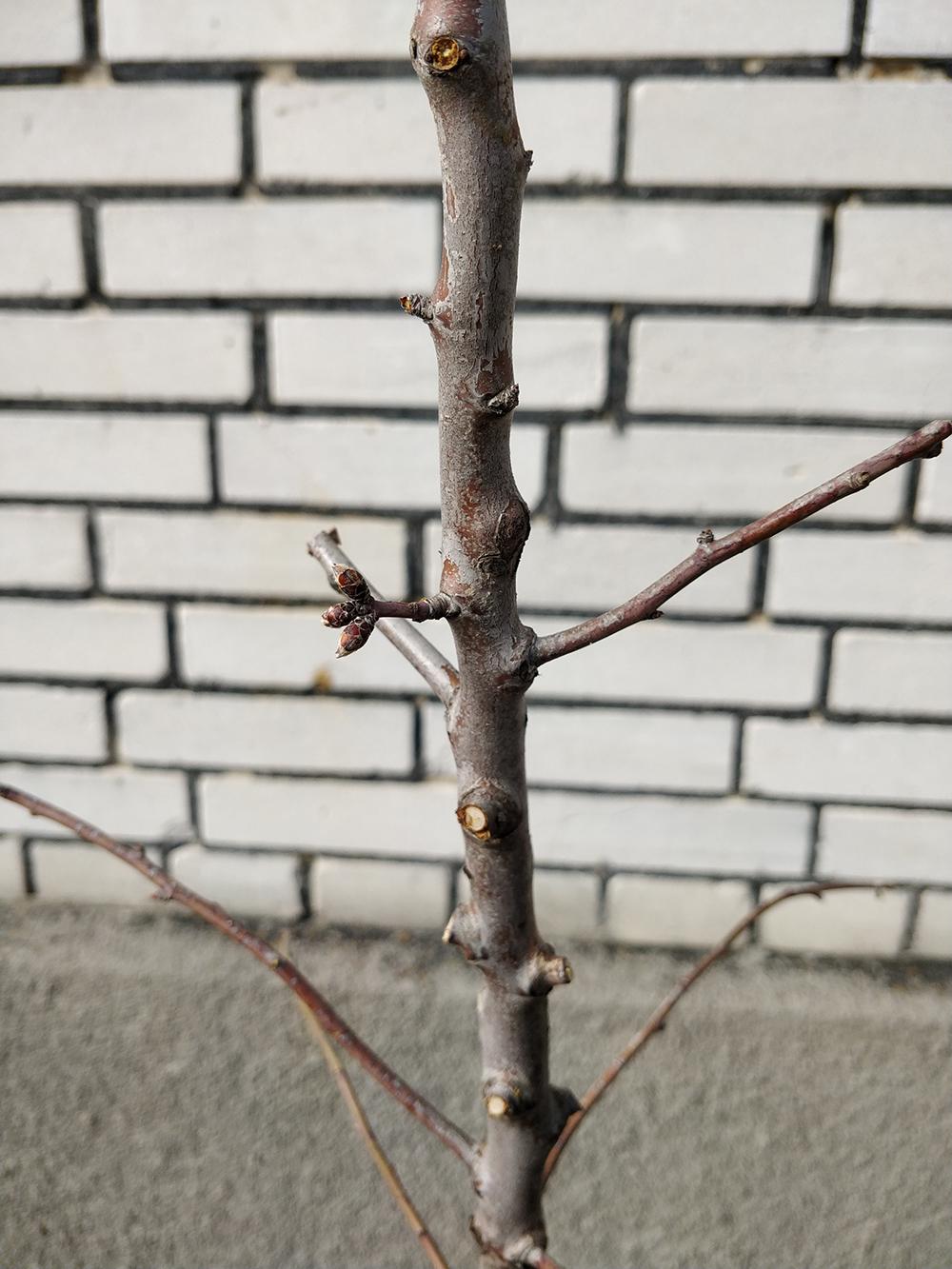 Миндаль сорт Первенец Храмова 2-летний 1 саженец (14896162) - фото 5
