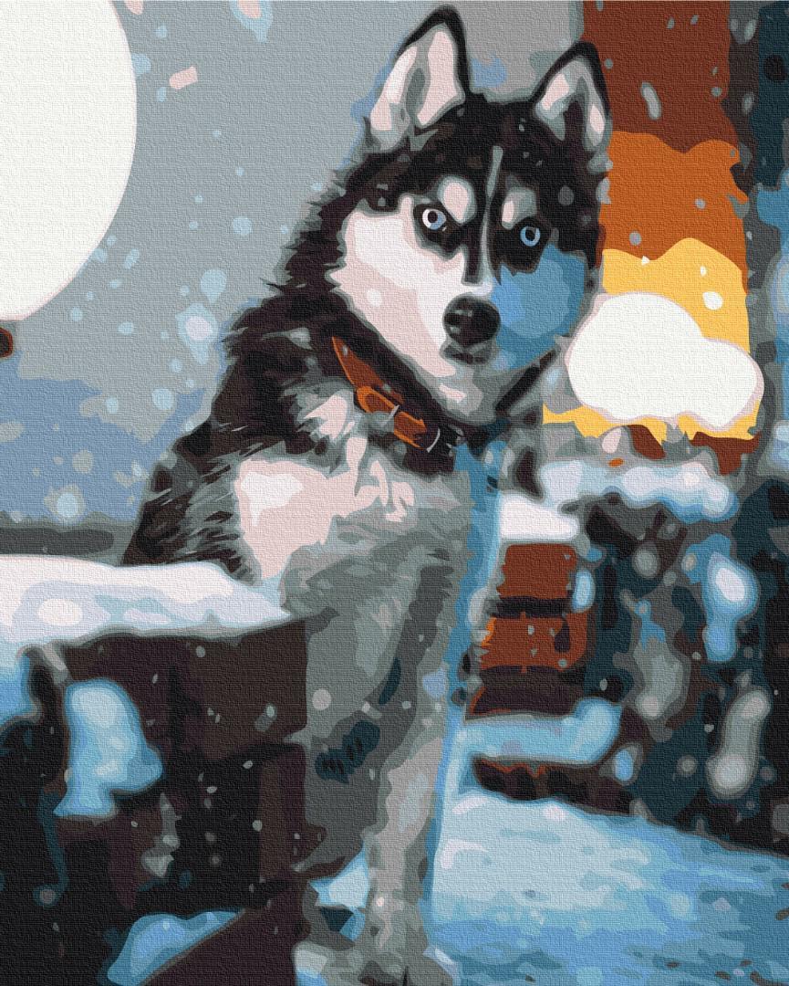 Картина по номерам Brushme Любознательный хаски 48x60 см (BS52503L)