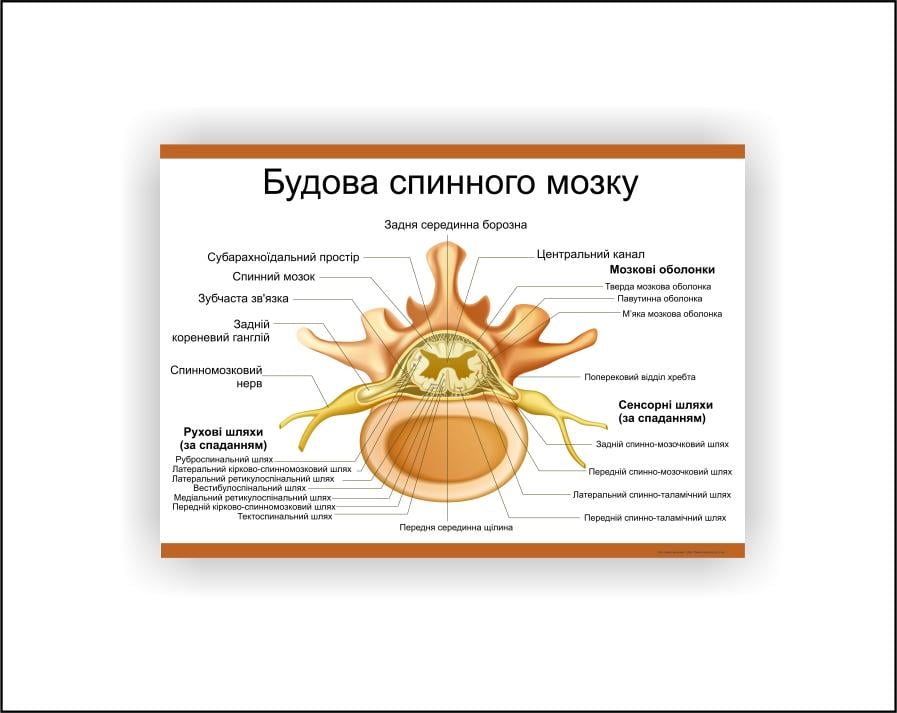 Плакат Vivay "Строение спинного мозга" 30х40 см (25764506)