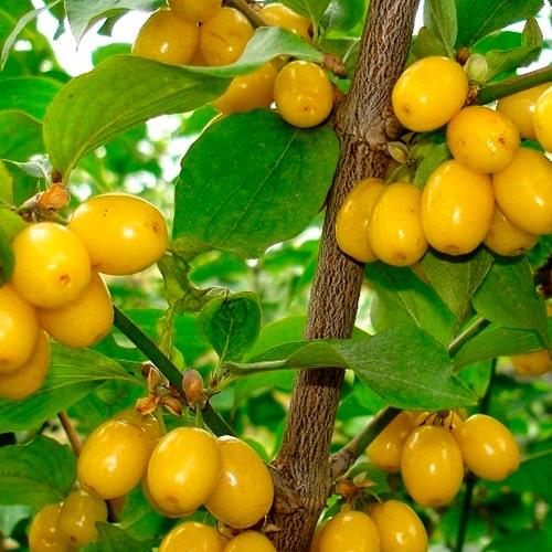 Кизил желтый Янтарный в контейнере (188155)