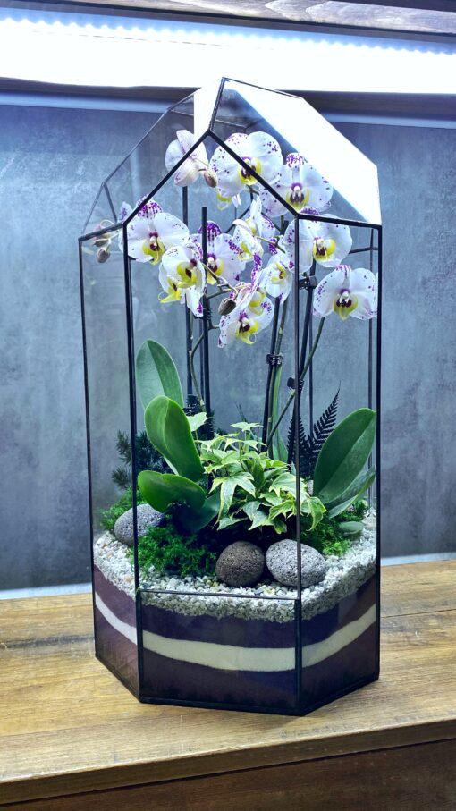 Флораріум з орхідеєю в куполі Красуня 50 см Флораріум з орхідеєю в куполі Красуня 50 см