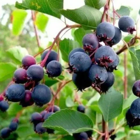 Саджанець ірги Слейт (2106776464)