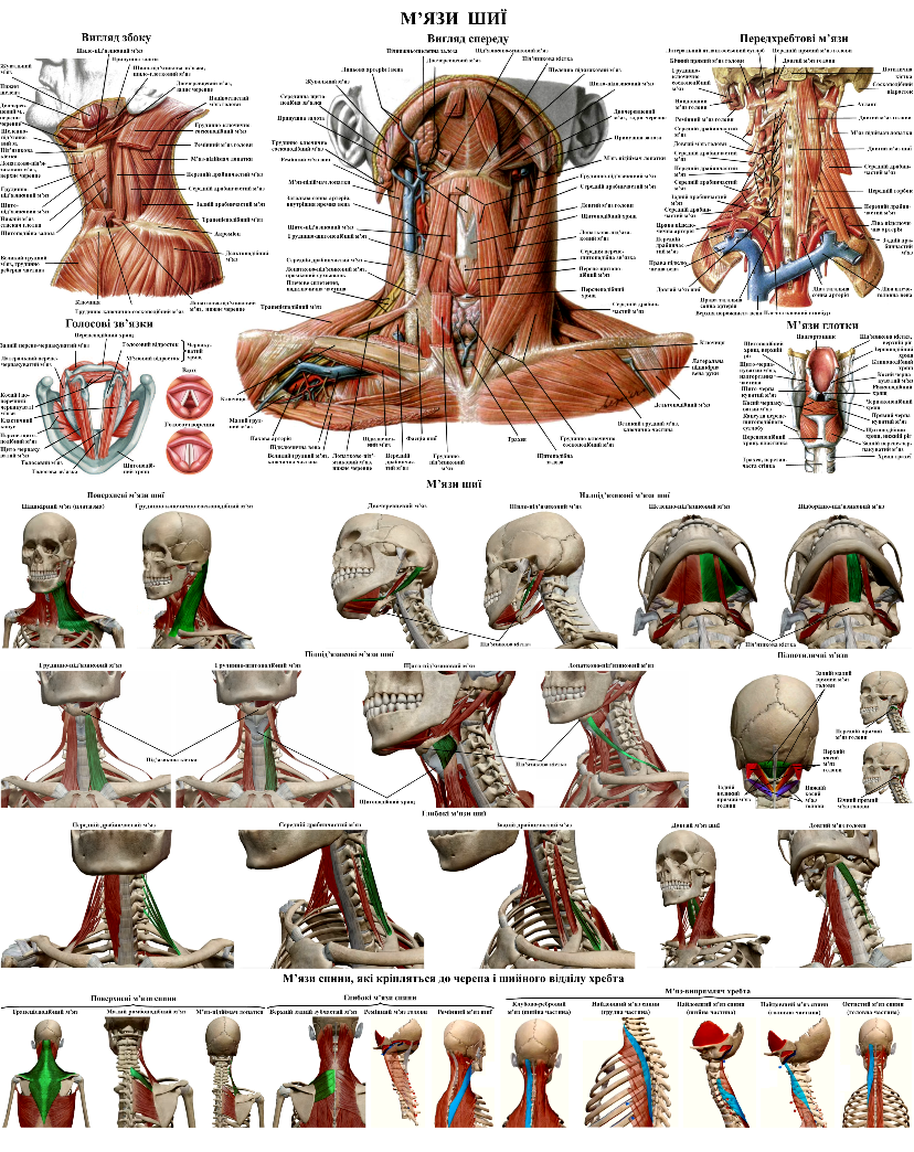 Плакат анатомический Мышц шеи 67х86 см