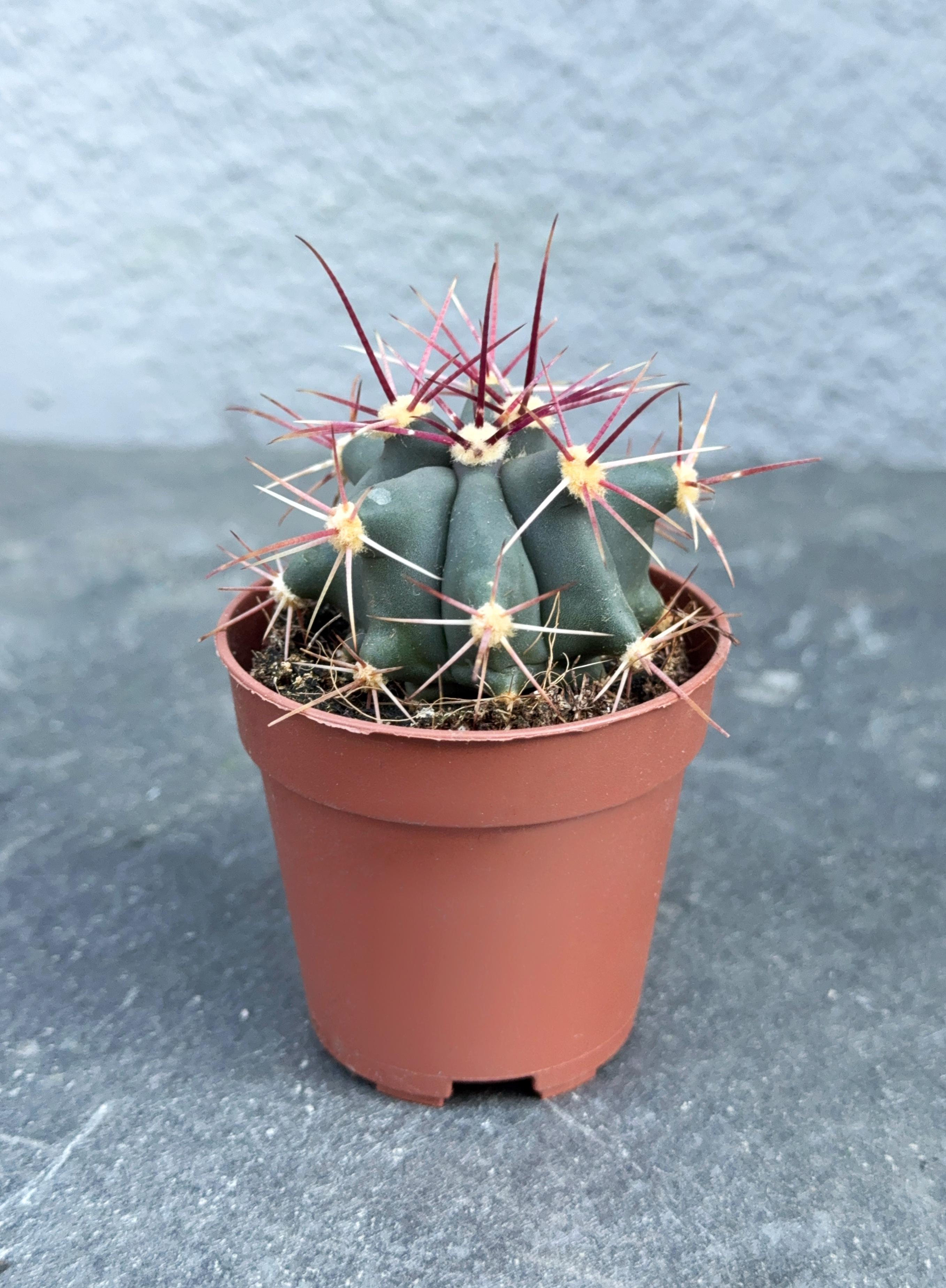 Сукулент Ферокактус прямоколючковый Ferocactus rectispinus 5 см