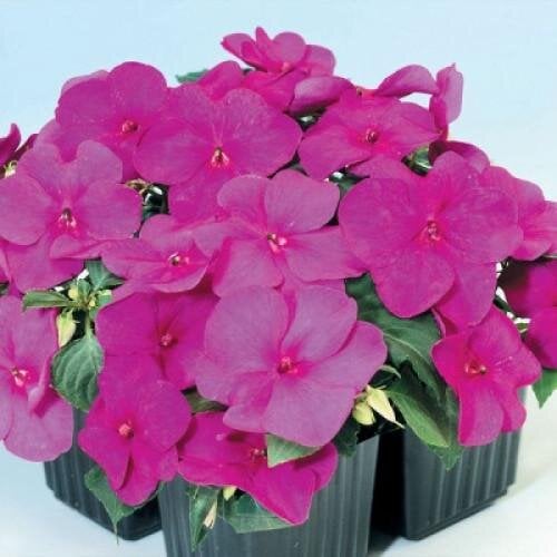Семена цветов Бальзамин Balance Violet Hem Genetics 10 шт. (BN09312-4)