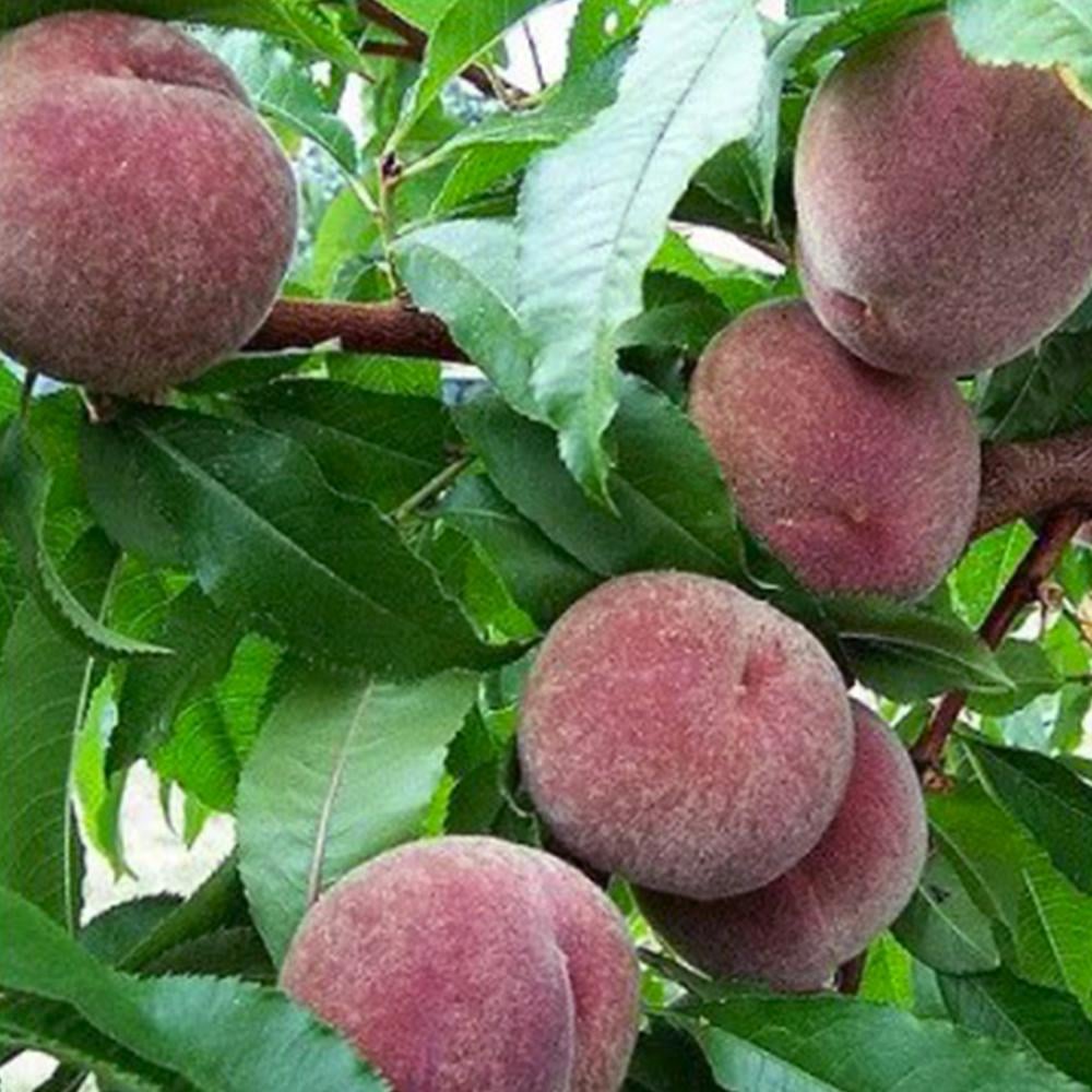 Саженец персика Блэк Бой 2 летний (14965494) Саженец персика Блэк Бой 2 летний (14965494)