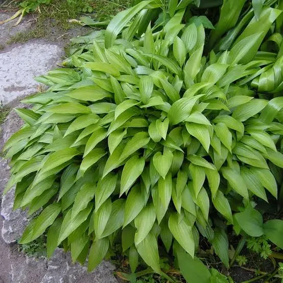Саджанці Хоста ланцетолиста, Hosta lancifolia в контейнері 0,5 л