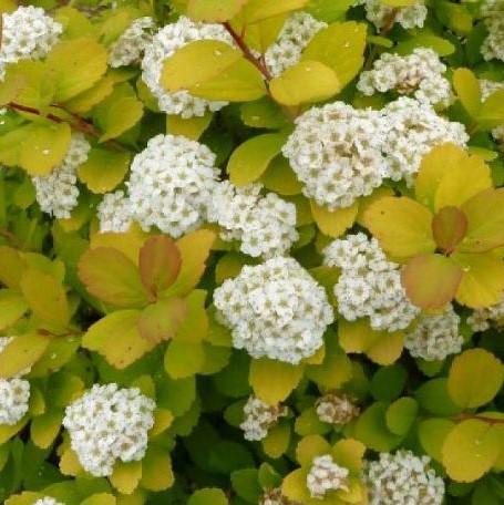 Саджанець спіреї березолистной Тор Голд Spiraea betulifolia Tor Gold Р9 (1657530764) - фото 4 Саджанець спіреї березолистной Тор Голд Spiraea betulifolia Tor Gold Р9 (1657530764) - фото 4