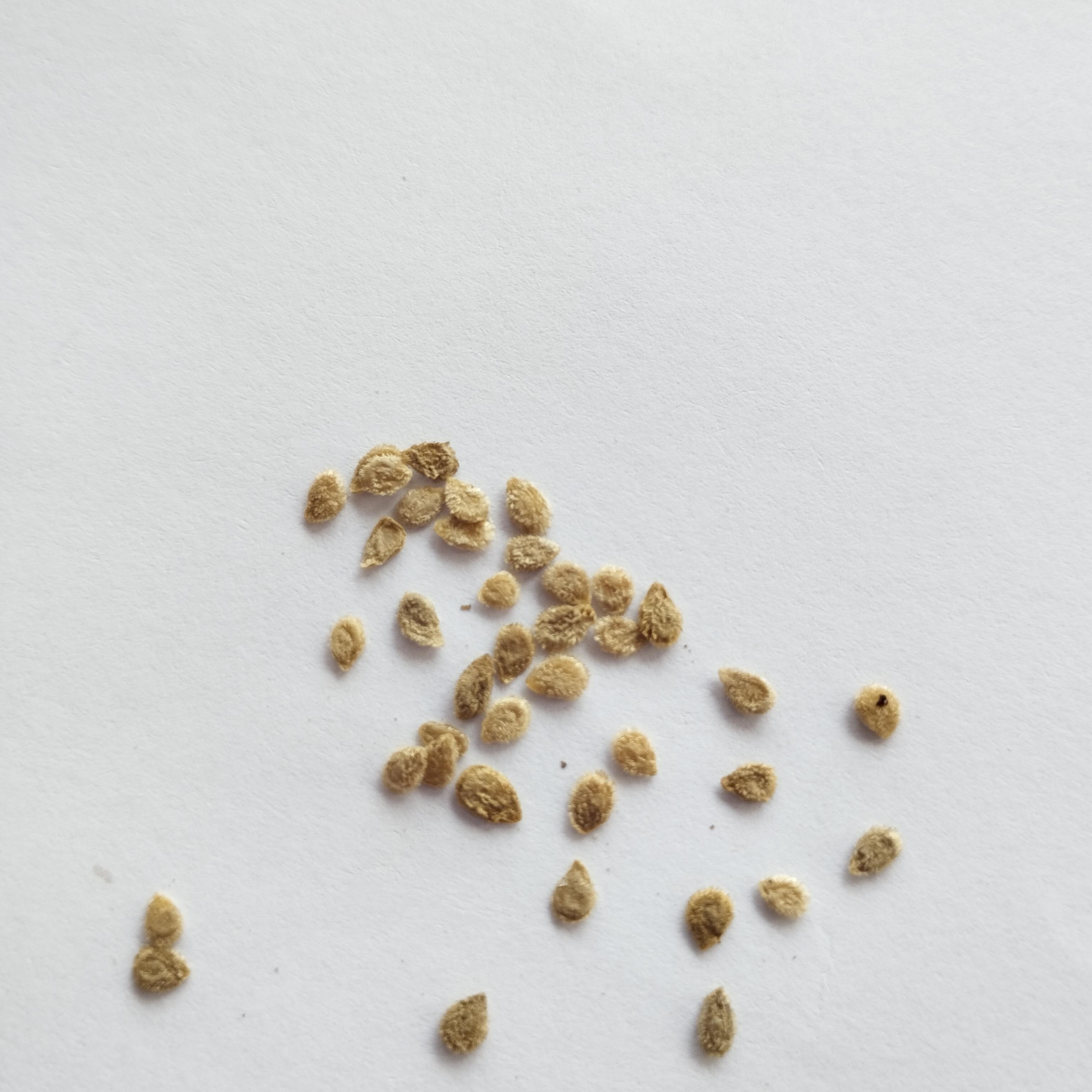 Семена Томат Блэк Черри 0,1 г 20 шт. черный ранний высокорослый (RS-00807)