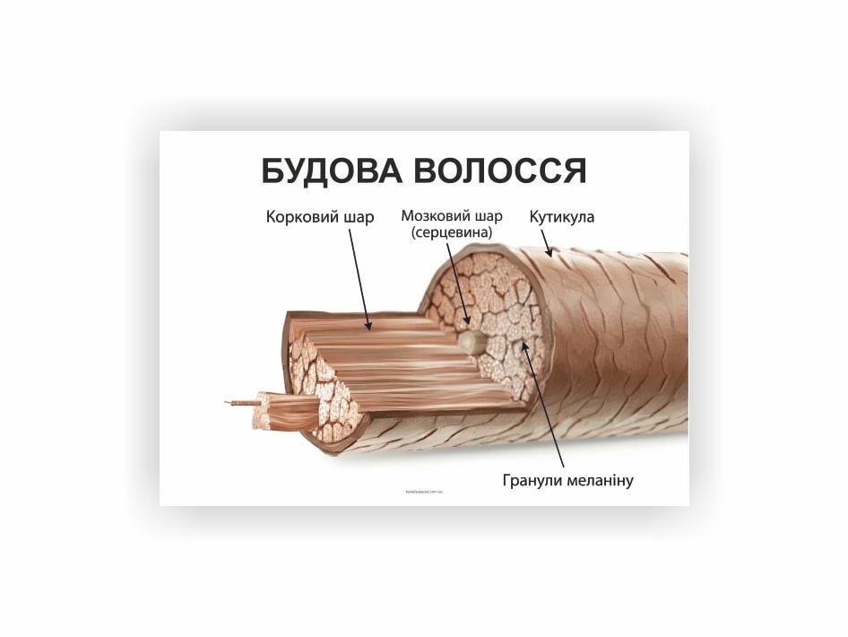 Плакат Vivay Строение волос 60x40 см (33731513)