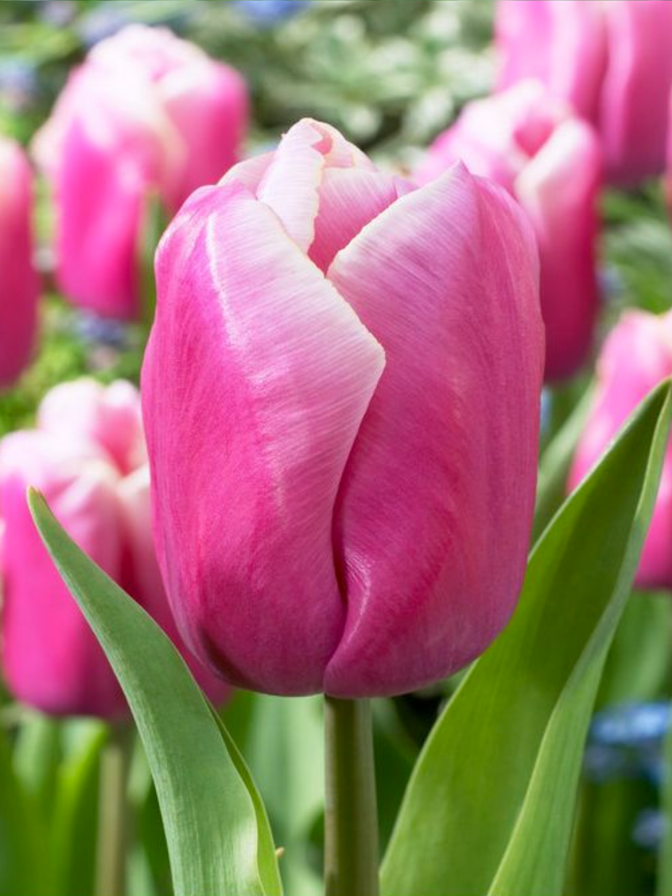 Луковицы цветов Тюльпани Holland Beauty 2 шт. (4186)