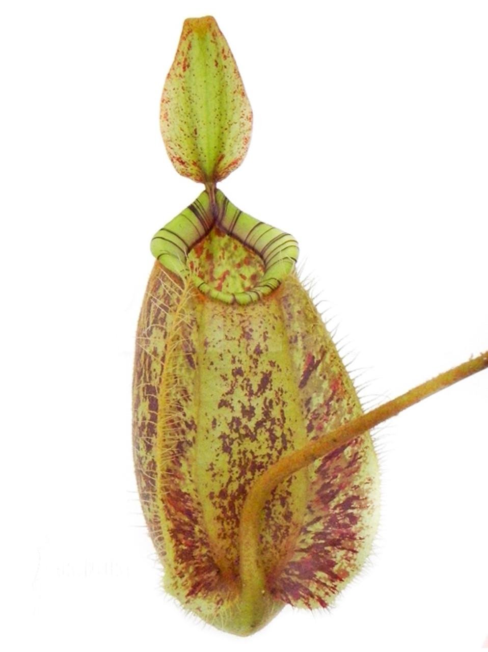 Растение хищник Непентес Хукериана AlienPlants Nepenthes Hookeriana (SUN006CP) - фото 3