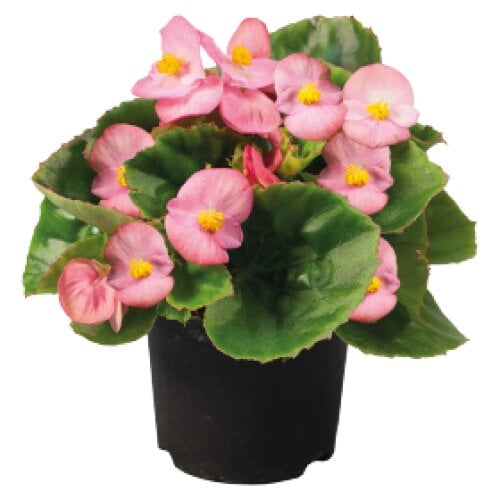 Семена цветов Бегония вечноцветущая Super Olympia Pink Benary 250 шт. (BN00417-2)