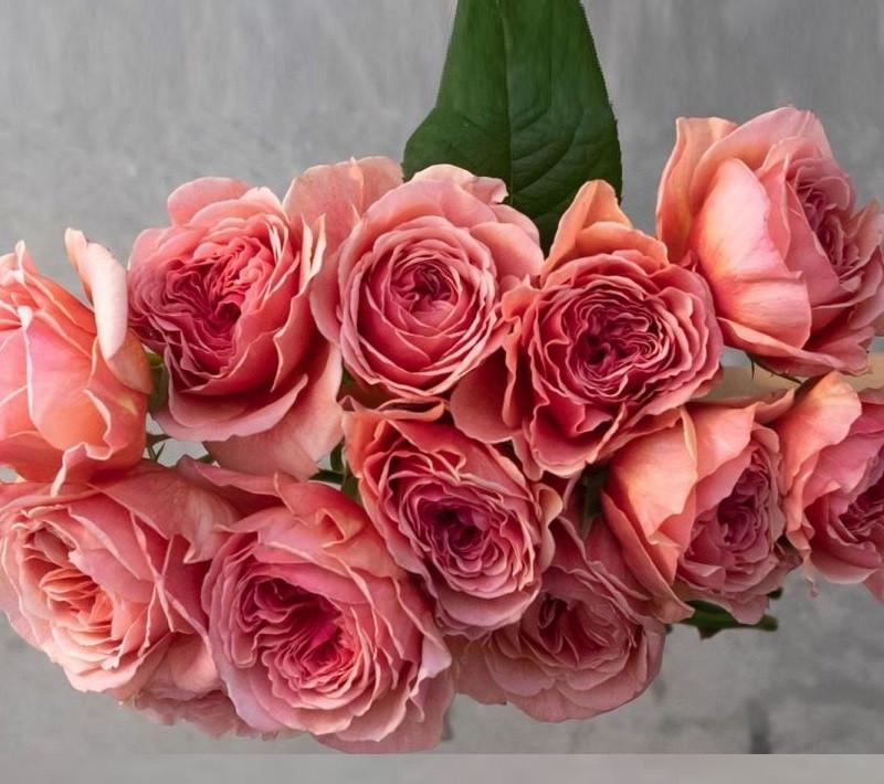 Роза Velet Kaolikazali Шраб Японская в контейнере (2558773455)