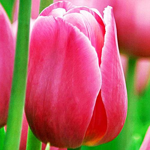 Тюльпан Florium King of Hearts (17990)