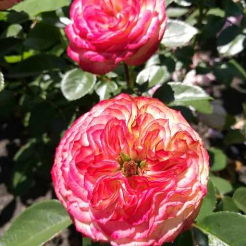 Саженцы Розы Латин Помпон (102) - фото 2