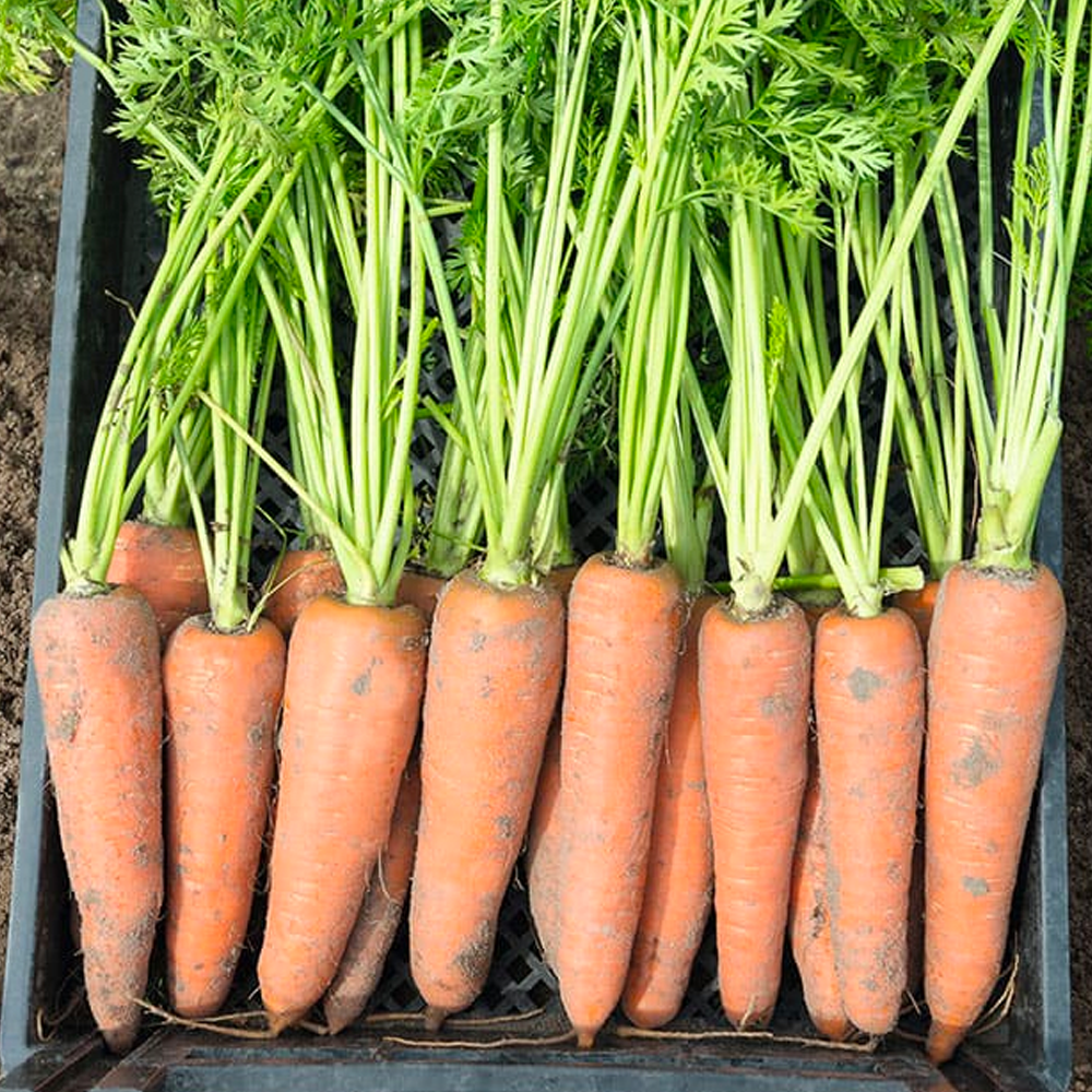 Семена Cultiva Морковь F1 400 шт. (M2) - фото 3