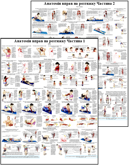 Анатомический комплект плакатов для стретчина мышц 67x86 см (104)