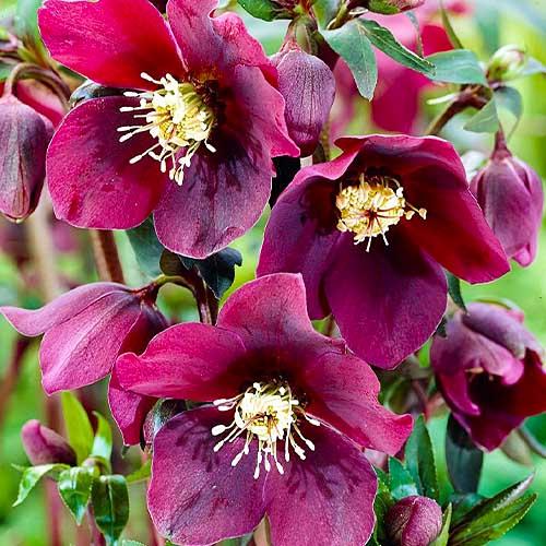 Морозник Florium Red Hybrids (3046)