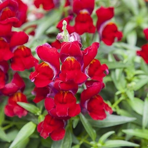Семена цветов Львиный зев Crackle & Pop Red Floranova 500 шт. (BN07546-2)