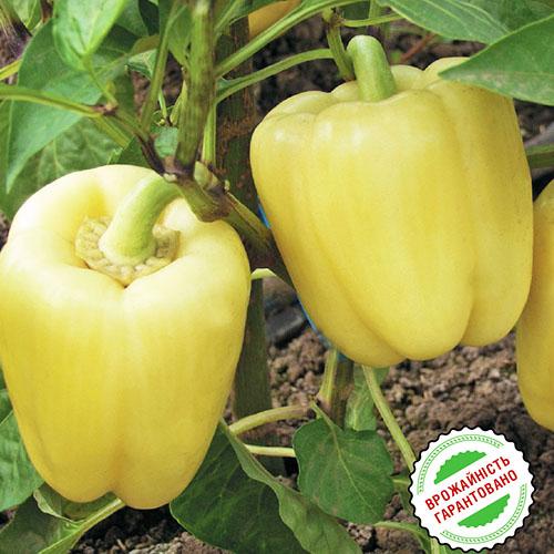 Насіння Перець Florium Микита F1 Кремовий (6329) - фото 3 Насіння Перець Florium Микита F1 Кремовий (6329) - фото 3