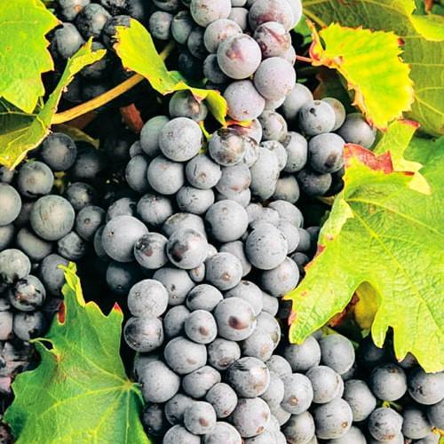 Саджанець Виноград Чорний Лікар винний сорт (178203)
