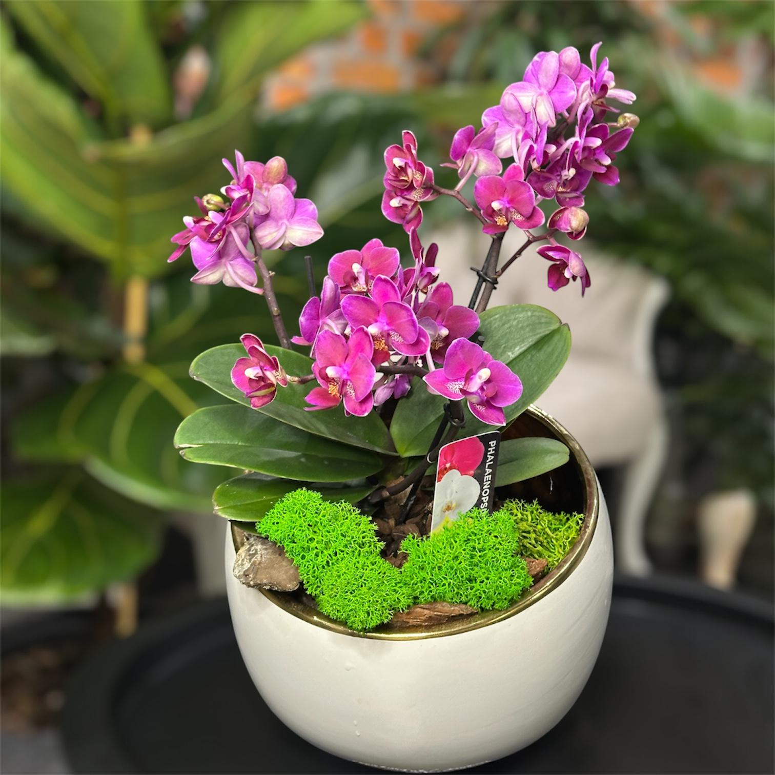 Композиція з орхідеї в кашпо 35 см (30586931)