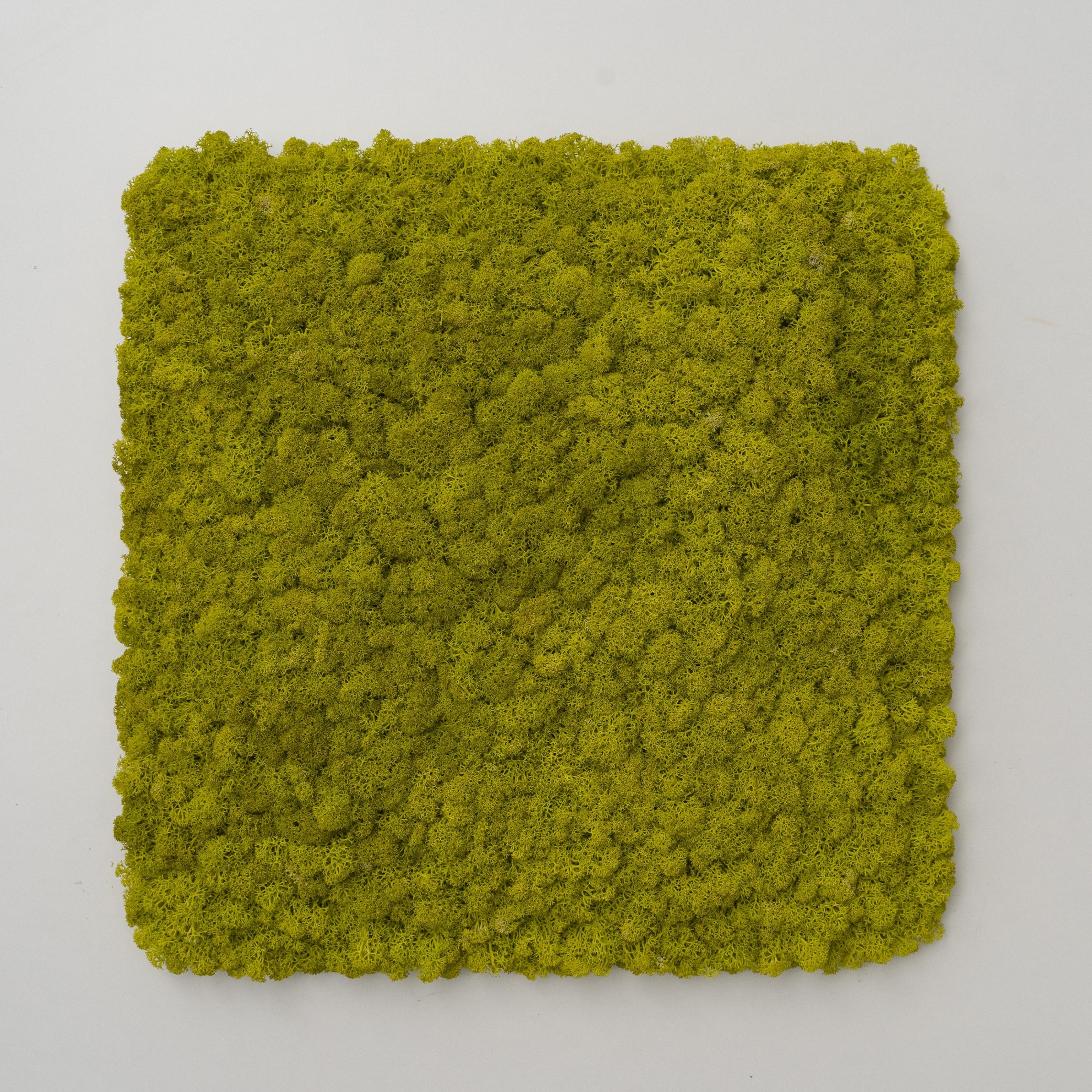 Декоративне панно з моху Organic Design квадратна панель 33 см Lime Green (703-01)