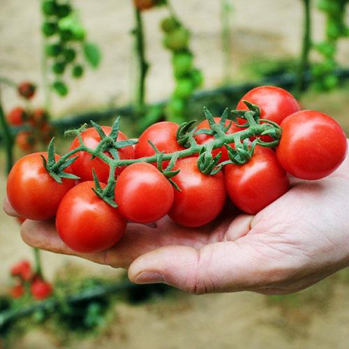 Насіння Томат Florium Захоплення Садівника (14093)