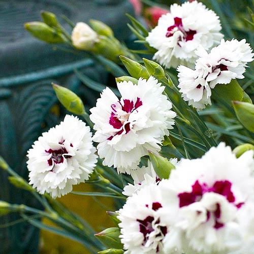 Гвоздика Florium Ine (5847) - фото 2 Гвоздика Florium Ine (5847) - фото 2