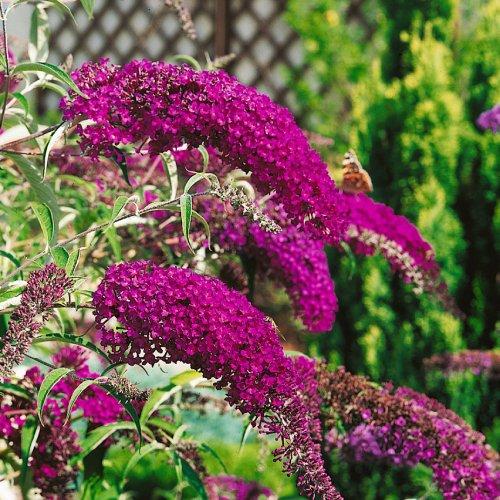 Буддлея Florium Nanho Purple (6013)