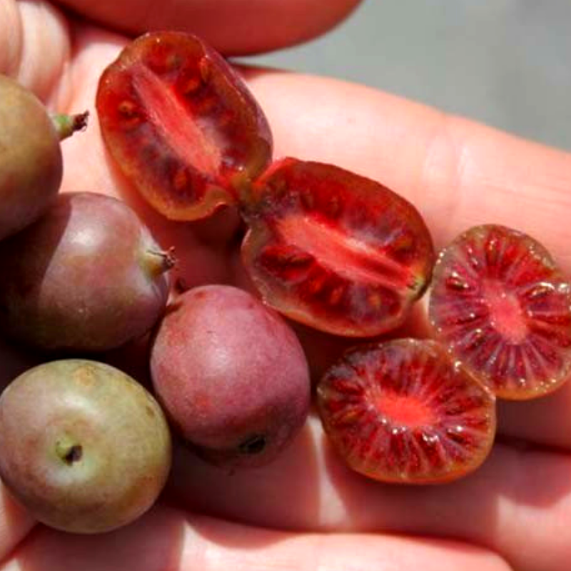 Саджанець актинідії Kens Red червона м'якоть жіночий сорт морозостійка Р9 (741760071) - фото 4