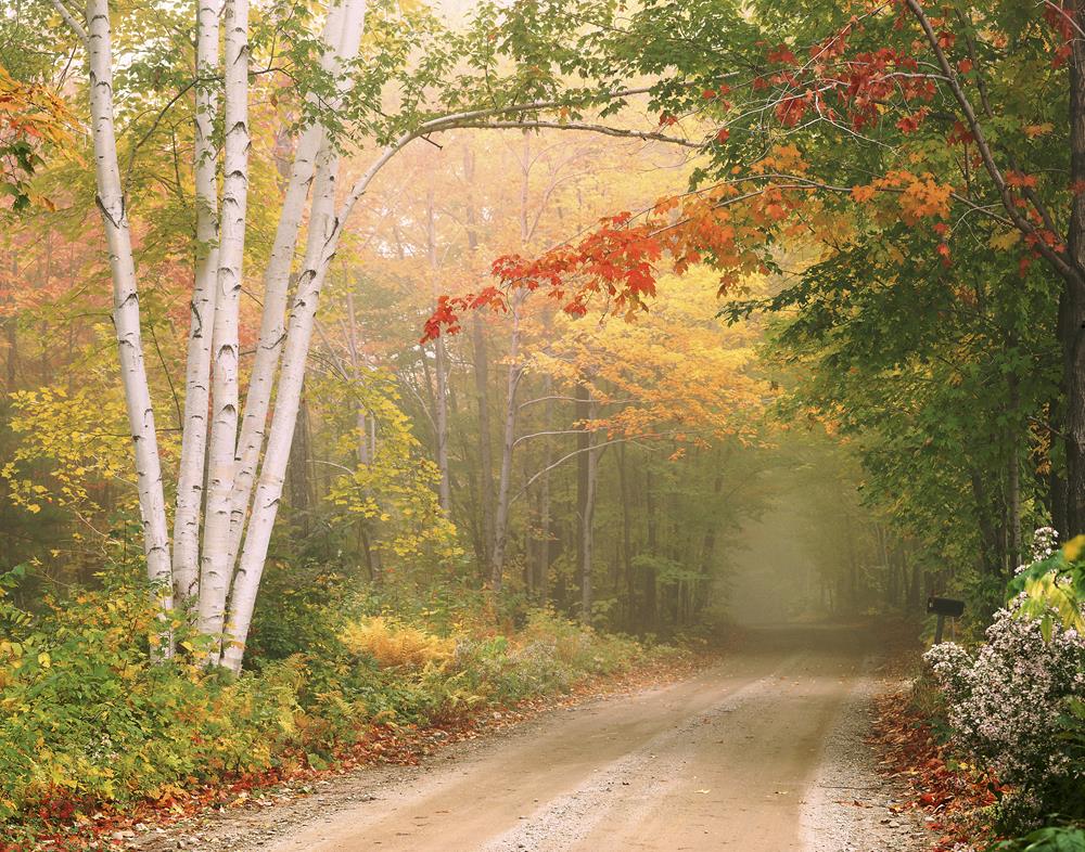 Картина Природа PR229 35х55 см