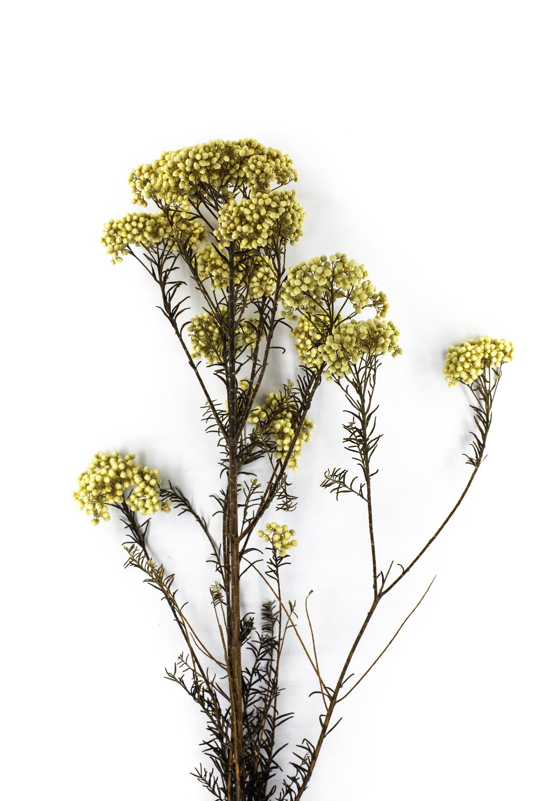 Диосми, Бессмертник стабилизированный Белый