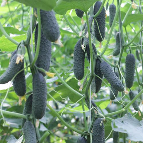 Насіння Огірок Florium Бйорн F1 (13440) - фото 2 Насіння Огірок Florium Бйорн F1 (13440) - фото 2