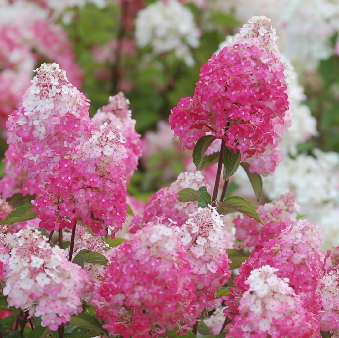 Саженец гортензии метельчатой Hydrangea paniculata Samarskya Lydia Р9 (1645869031) - фото 2