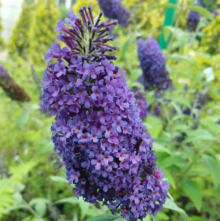 Будлея Давида Сайкеделік Скай Psychedelic Sky