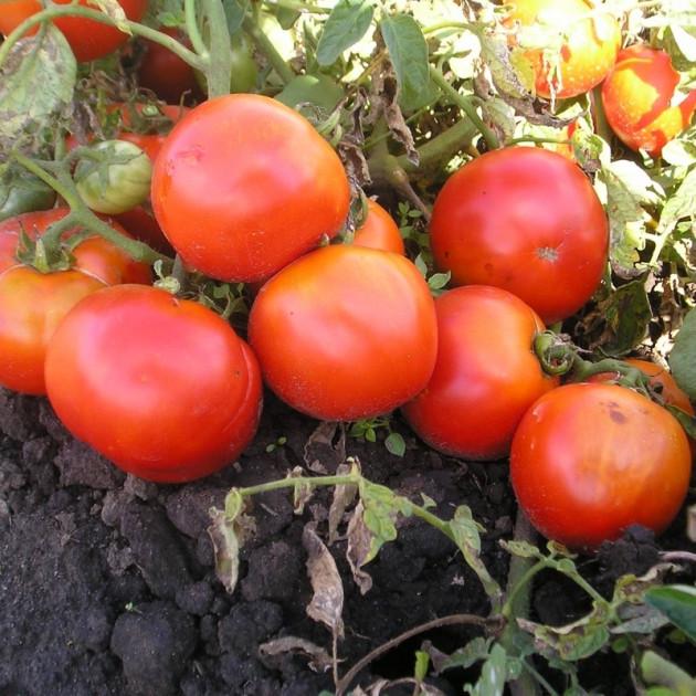 Насіння томату Елеонора 5 пак (38300832)