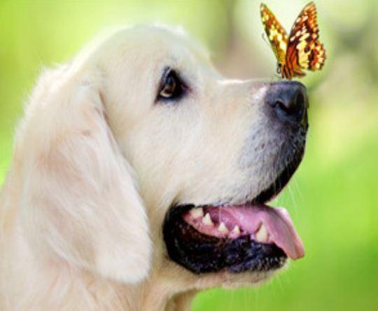 Картина по номерам Josef Otten Животные Лабрадор 40х50 см в термопакете (8252RSB_O-mt)