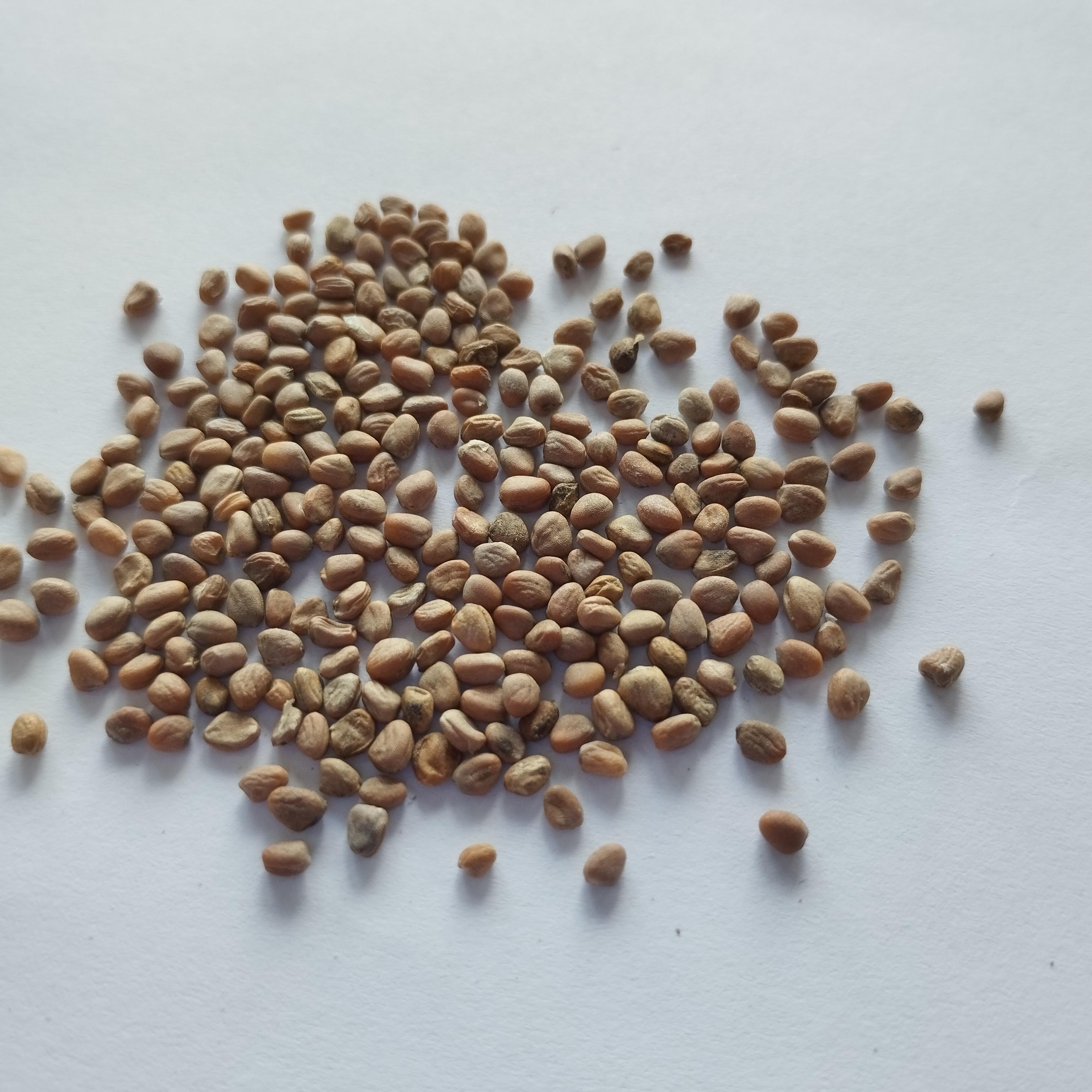 Семена Дайкон Китайский розовый 3 г 250 шт. позднеспелый (RS-00914) - фото 2 Семена Дайкон Китайский розовый 3 г 250 шт. позднеспелый (RS-00914) - фото 2