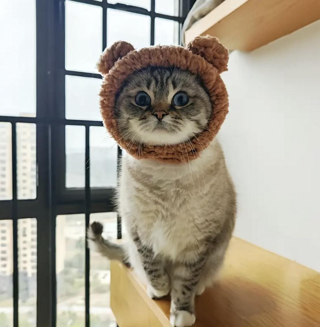 Шапка с ушками для кошек/собак Pet 2-4.5 кг Brown - фото 8