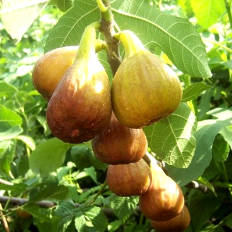 Саджанець інжиру Kadota самоплідний ремонтантний скороплідний (610709884) - фото 2 Саджанець інжиру Kadota самоплідний ремонтантний скороплідний (610709884) - фото 2